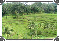 Rice Terraces Ubud